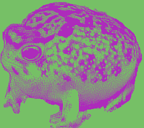 lork frog avatar